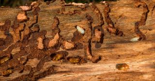 Galeries et larves d'insectes xylophages creusées dans une pièce de bois attaquée