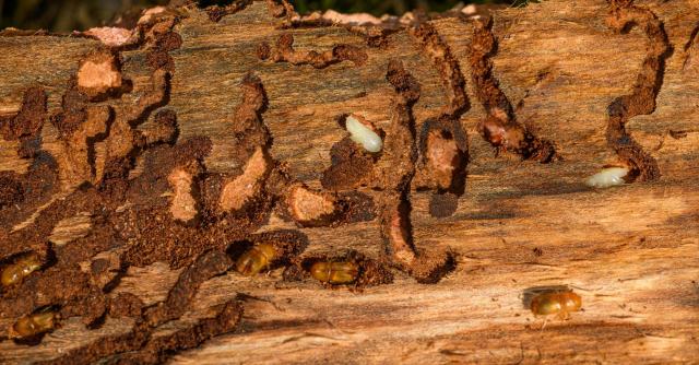 État relatif à la présence de termites : zones, validité et obligations Galeries et larves d'insectes xylophages creusées dans une pièce de bois attaquée